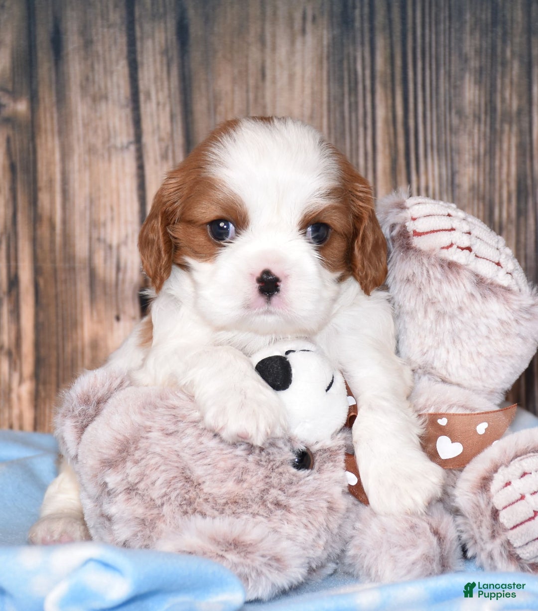 Cavalier King Charles Spaniel dogs for sale: Fritz - Image 3