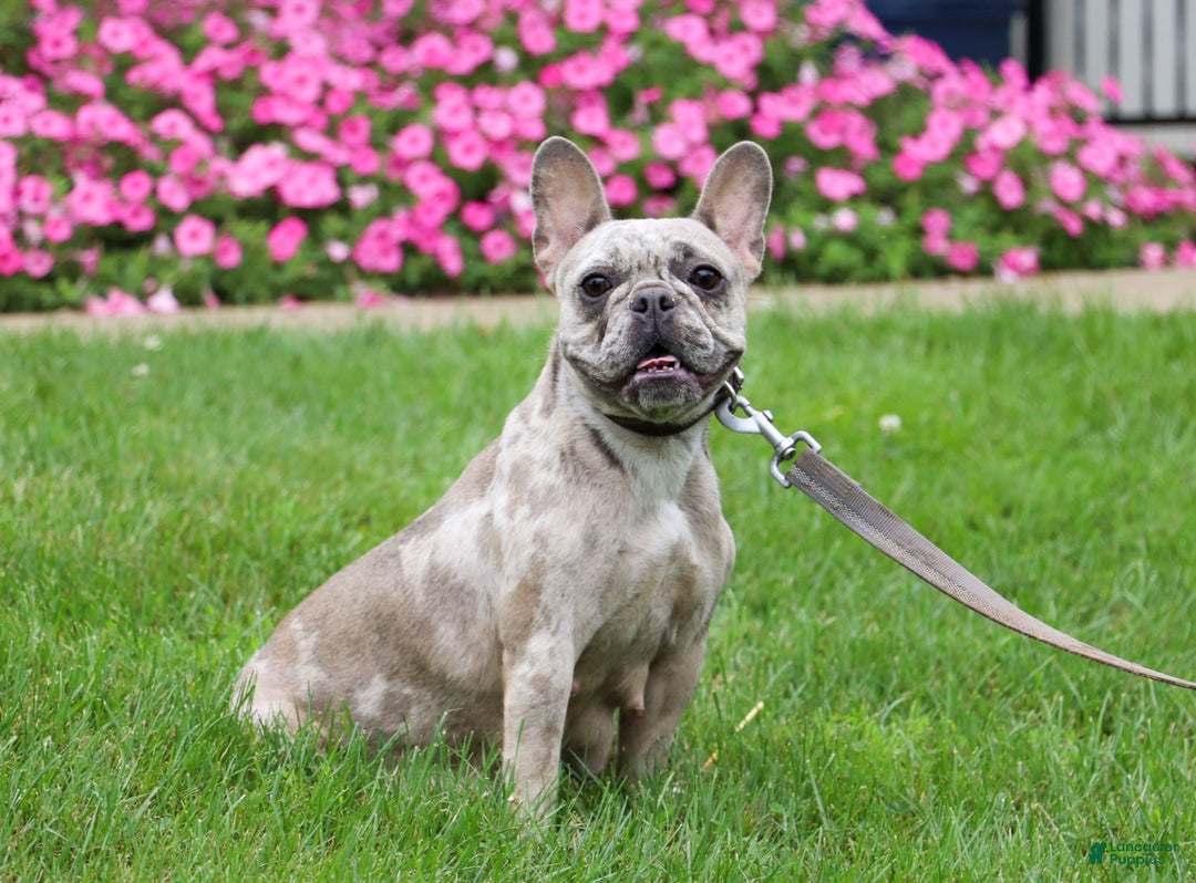 French Bulldog dogs for sale: Demi - Image 13
