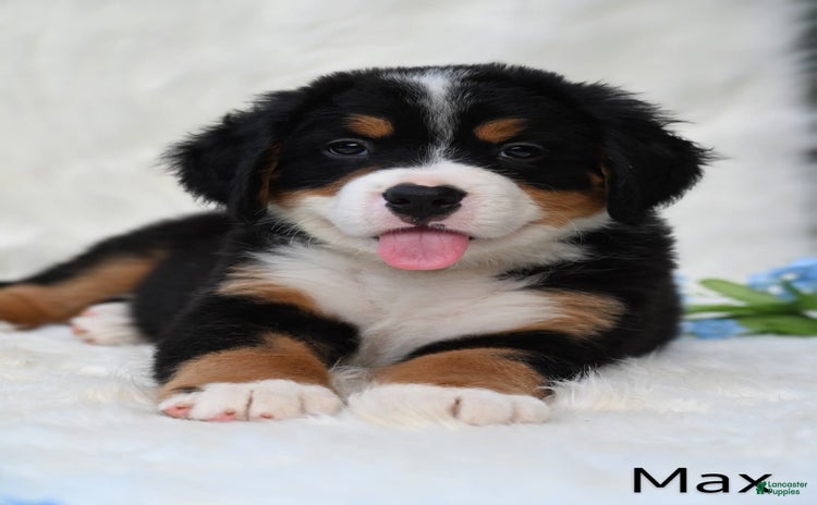 Bernese Mountain Dog dogs for sale - Ad 3