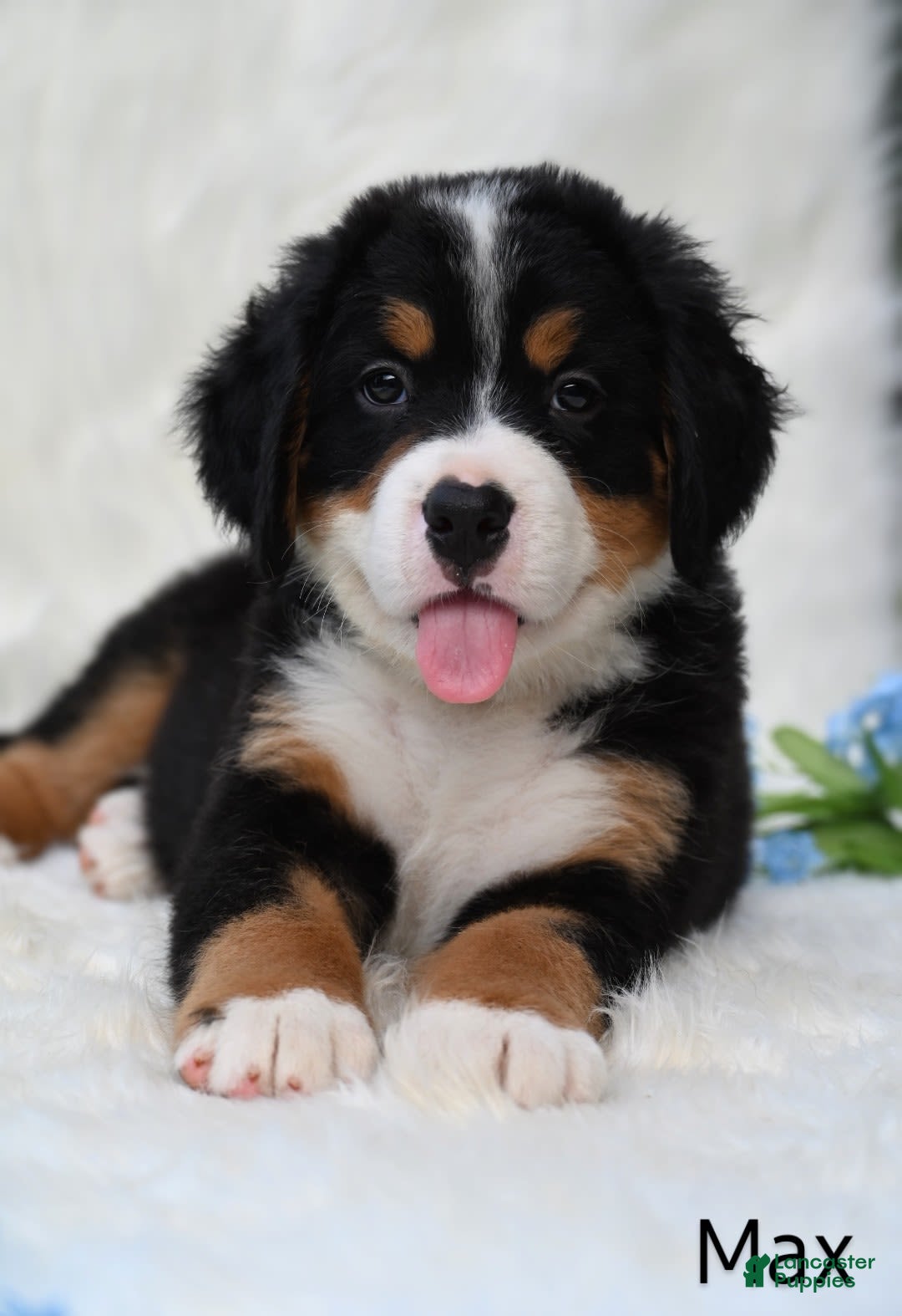 Bernese Mountain Dog dogs for sale: Max - Image 1