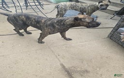 Presa Canario dogs for sale: Merlot - Image 8