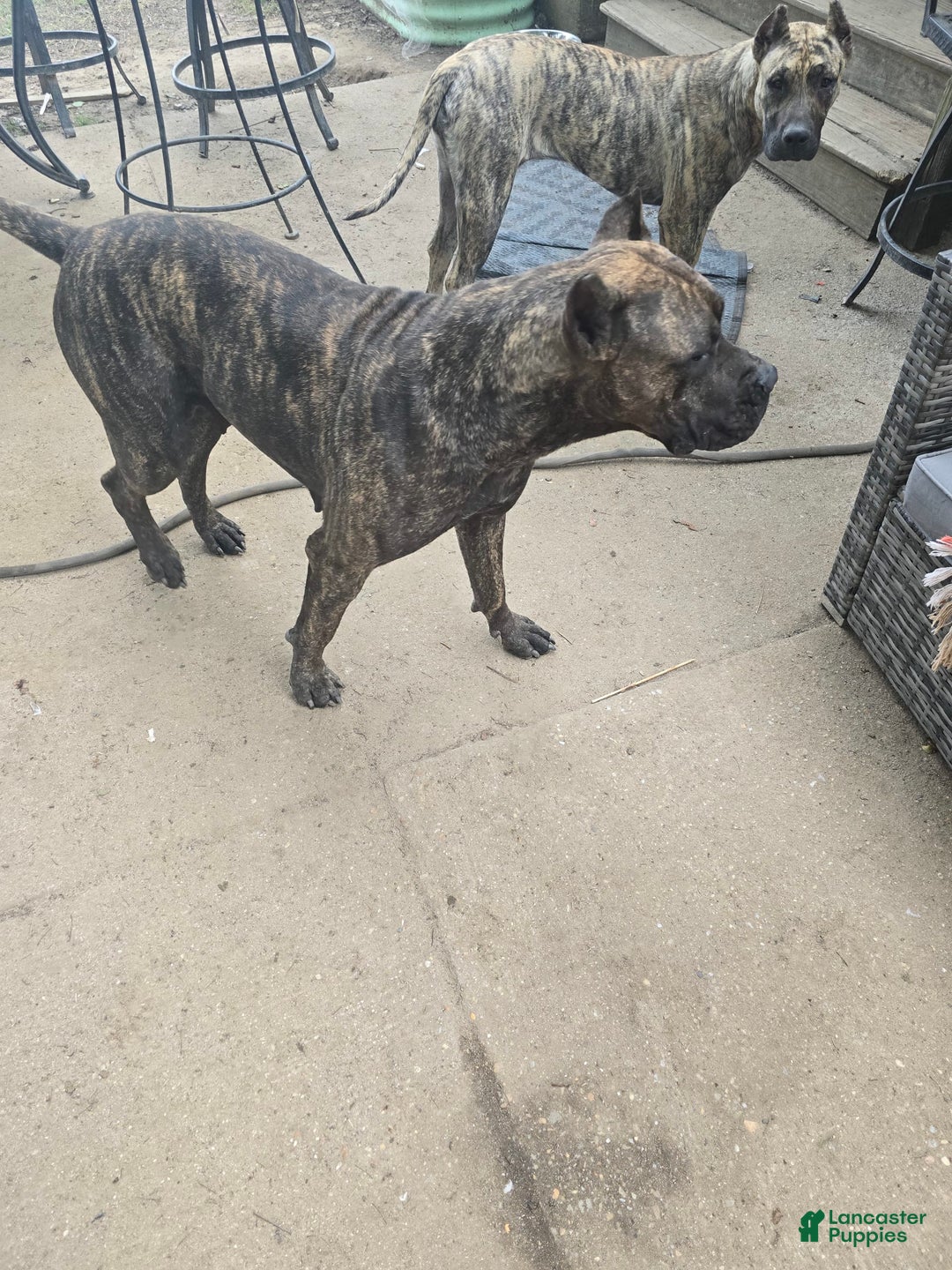 Presa Canario dogs for sale: Merlot - Image 8
