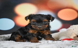 Yorkiepoo dogs for sale: Bingo - Image 7