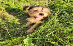 Yorkshire Terrier dogs for sale: Purebred Boy - Image 5