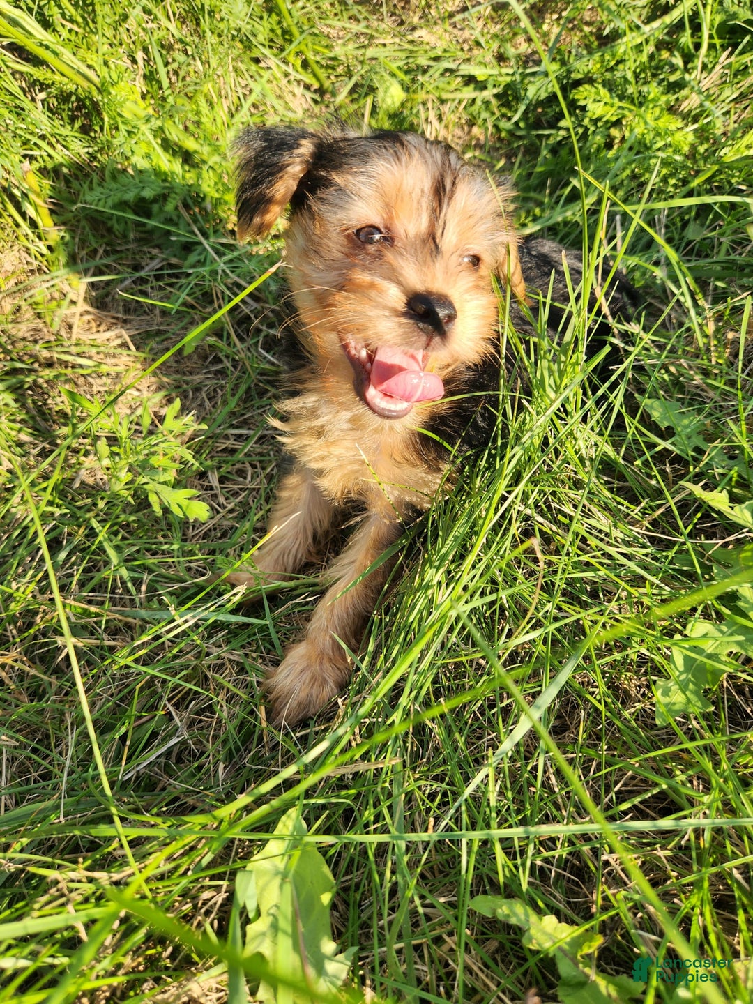 Yorkshire Terrier dogs for sale: Purebred Boy - Image 5
