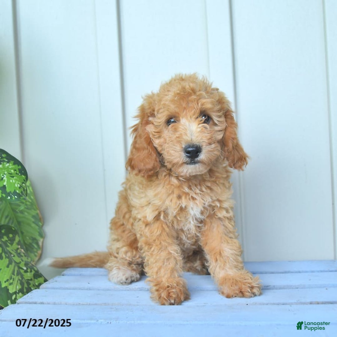 Mini Goldendoodle dogs for sale: Moxie - Image 4