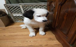 Great Pyrenees dogs for sale: Amie - Image 3