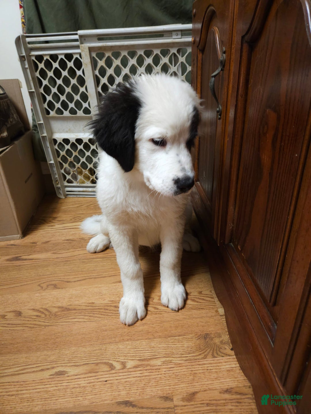 Great Pyrenees dogs for sale: Amie - Image 3