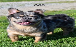 French Bulldog dogs for sale: Clyde - Image 13