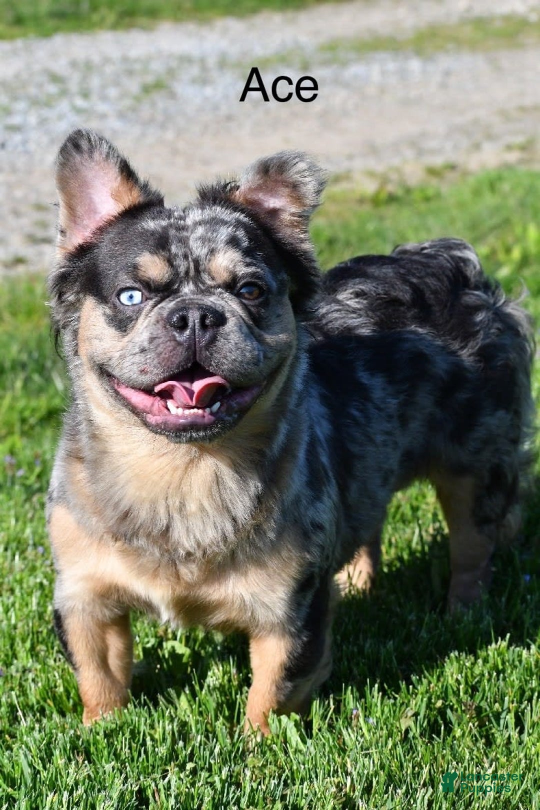 French Bulldog dogs for sale: Clyde - Image 13