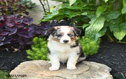 Miniature Australian Shepherd dogs for sale: Hank - Image 7