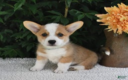 Welsh Corgi Pembroke dogs for sale: Nugget - Image 11