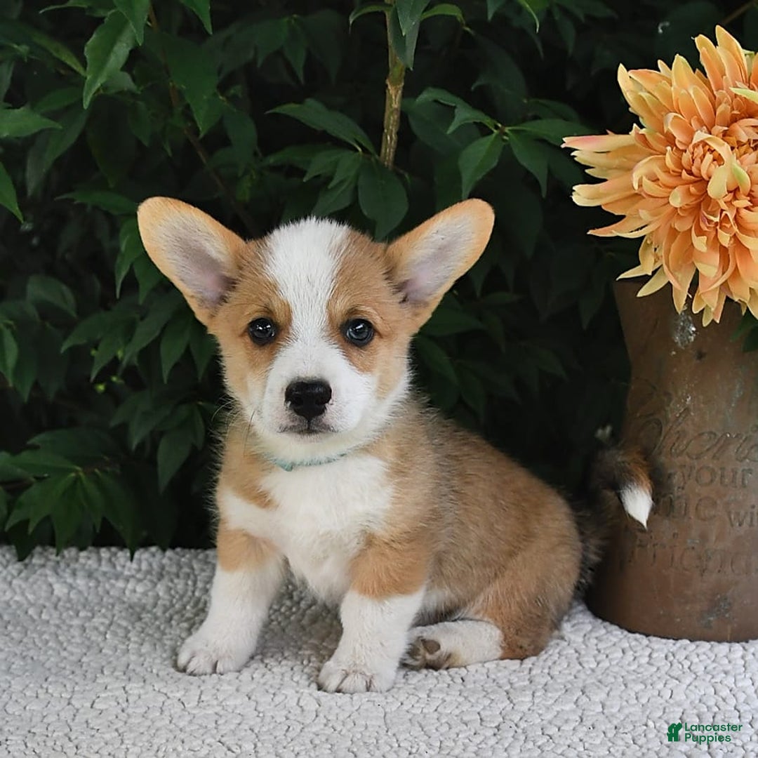 Welsh Corgi Pembroke dogs for sale: Nugget - Image 11