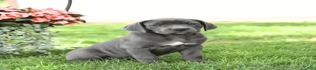 Breeze