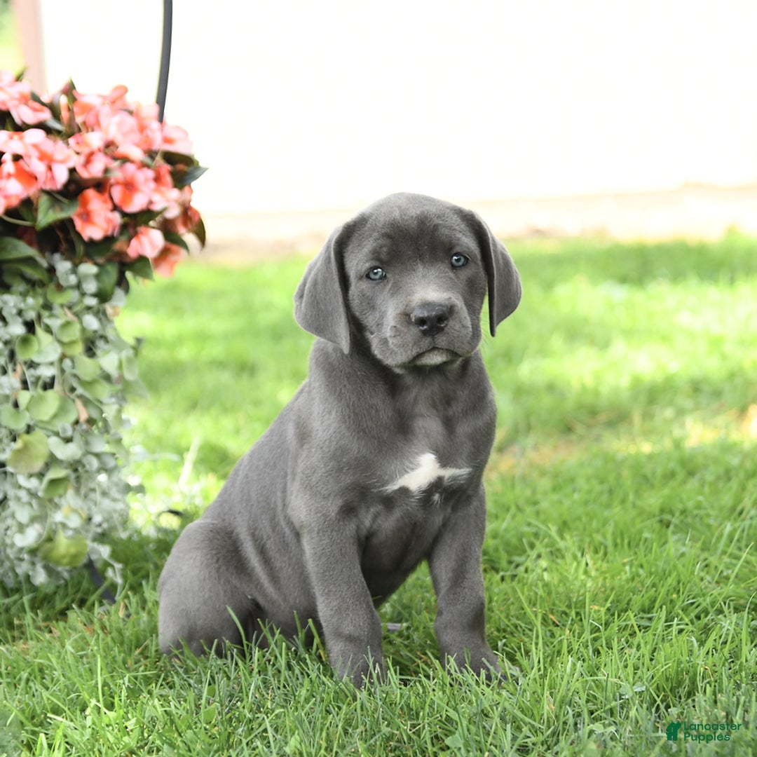 Cane Corso dogs for sale: Breeze - Image 4