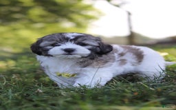 Shihpoo dogs for sale: Luca - Image 7