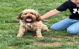 Mini Goldendoodle dogs for sale: Buddy George - Image 7