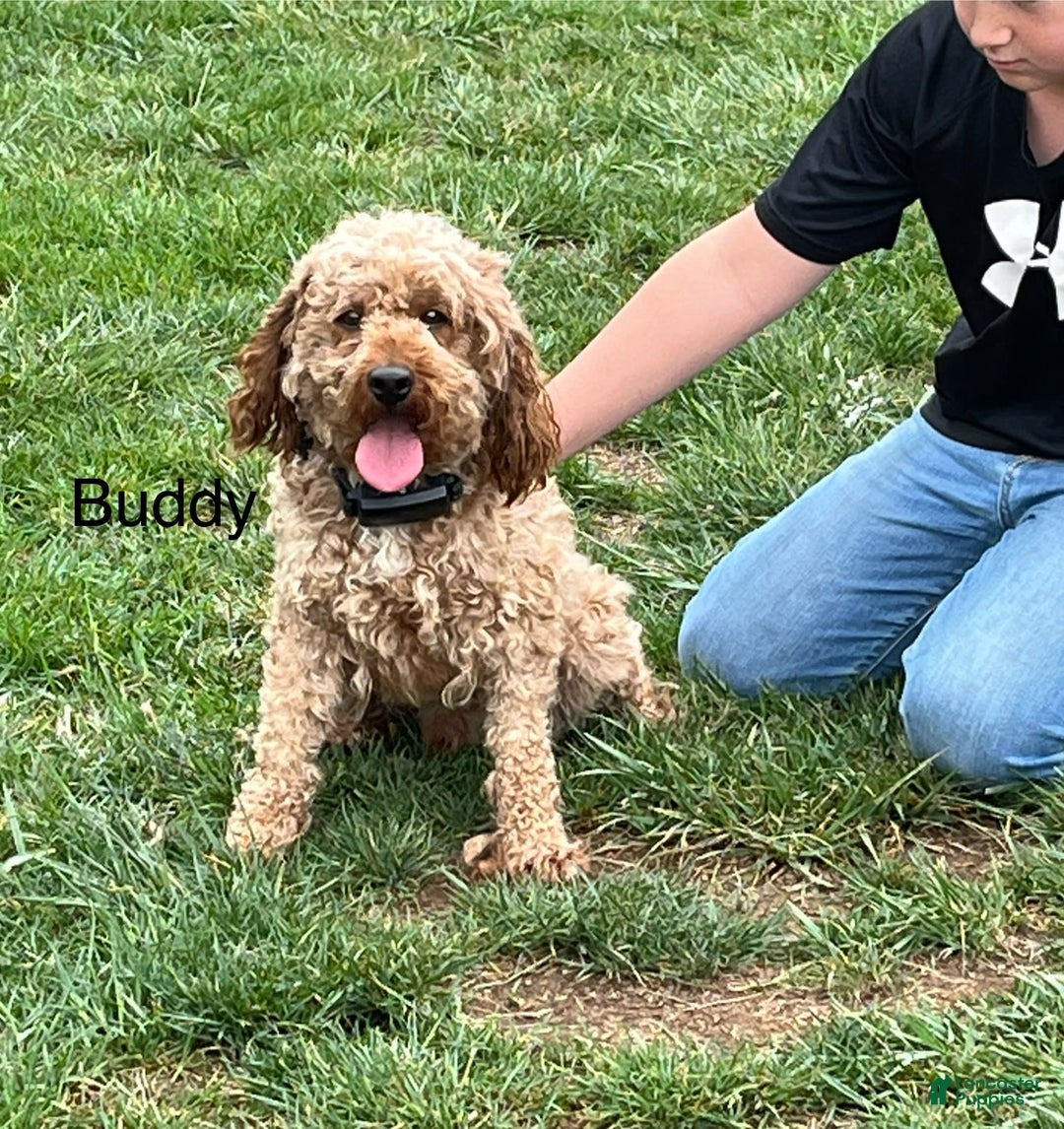 Mini Goldendoodle dogs for sale: Buddy George - Image 7