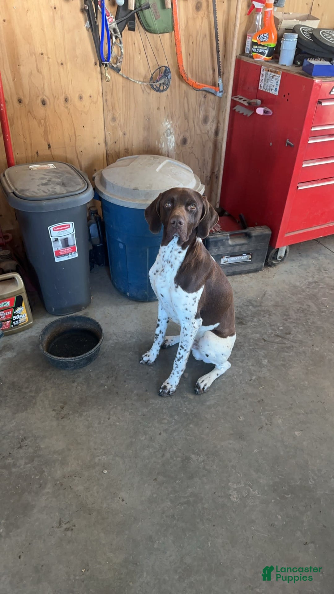 German Shorthaired Pointer dogs for sale: Red Collar - Image 7
