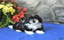 Teddy Bear dogs for sale: Katrina - Image 3