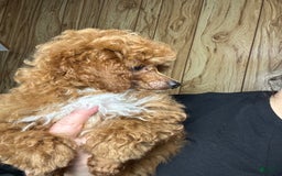 Toy Poodle dogs for sale: Maxi - Image 18