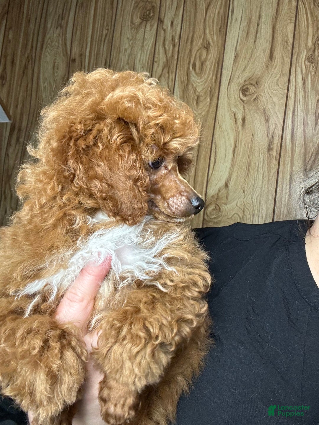 Toy Poodle dogs for sale: Maxi - Image 18
