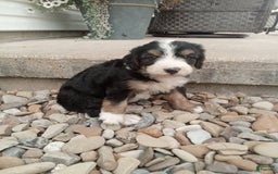 Bernedoodle dogs for sale: Annabelle - Image 5