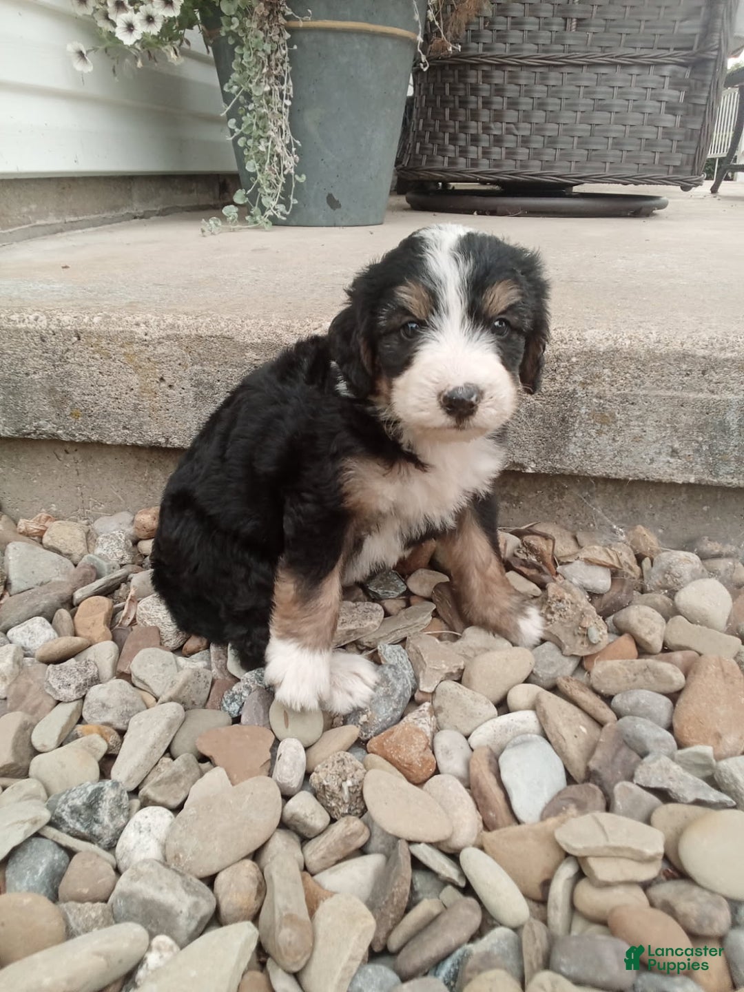 Bernedoodle dogs for sale: Annabelle - Image 5