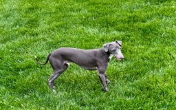 Italian Greyhound dogs for sale: Manny - Image 7