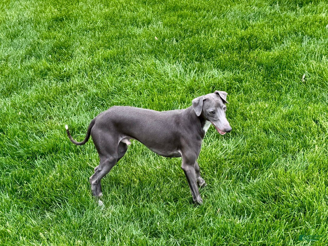 Italian Greyhound dogs for sale: Manny - Image 7