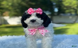 Goldendoodle dogs for sale: Molly - Image 8