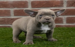 Frenchton dogs for sale: Rocket - Image 7