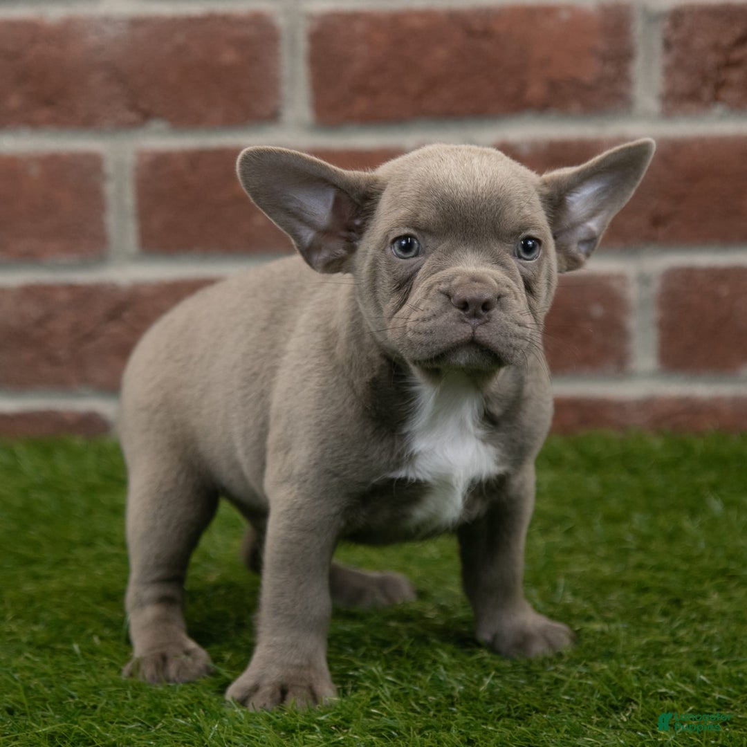 Frenchton dogs for sale: Rocket - Image 7