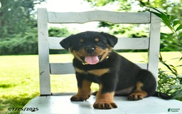 Rottweiler dogs for sale: Lady - Image 1
