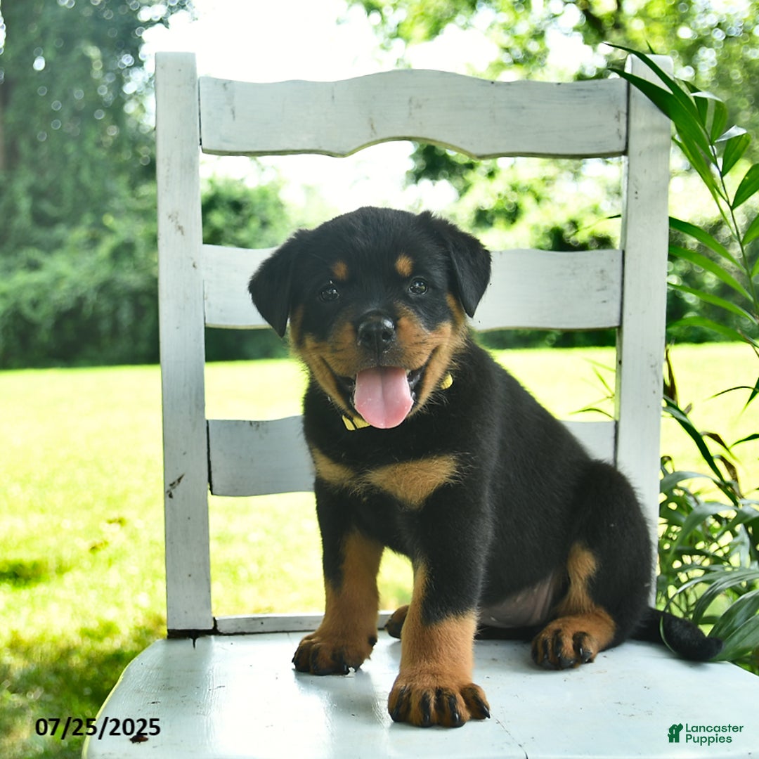 Rottweiler dogs for sale: Lady - Image 1