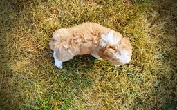 Havapoo dogs for sale: Jinga - Image 22