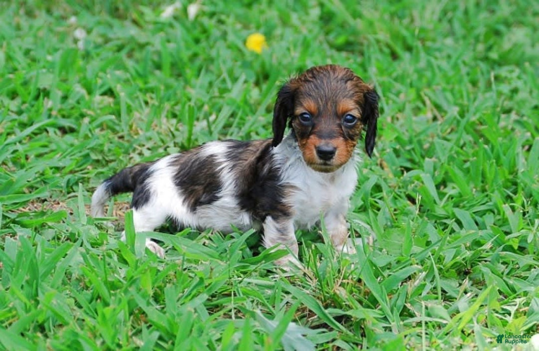 Dachshund dogs for sale: Akc Duke - Image 3