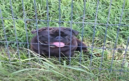Pug dogs for sale: Remington - Image 3