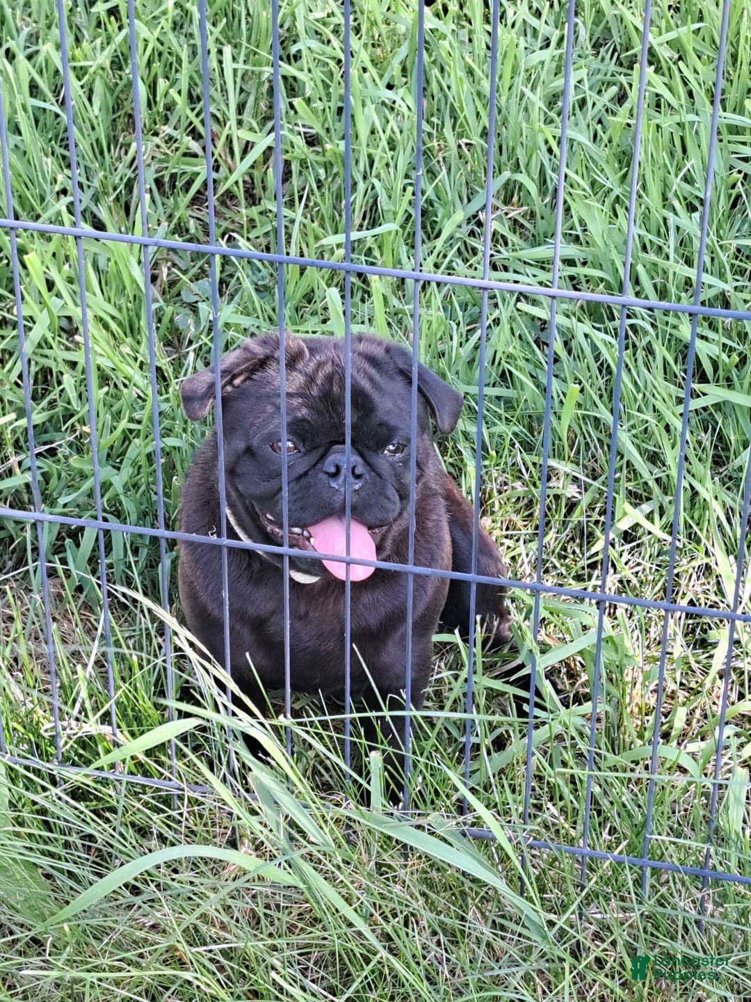 Pug dogs for sale: Remington - Image 3