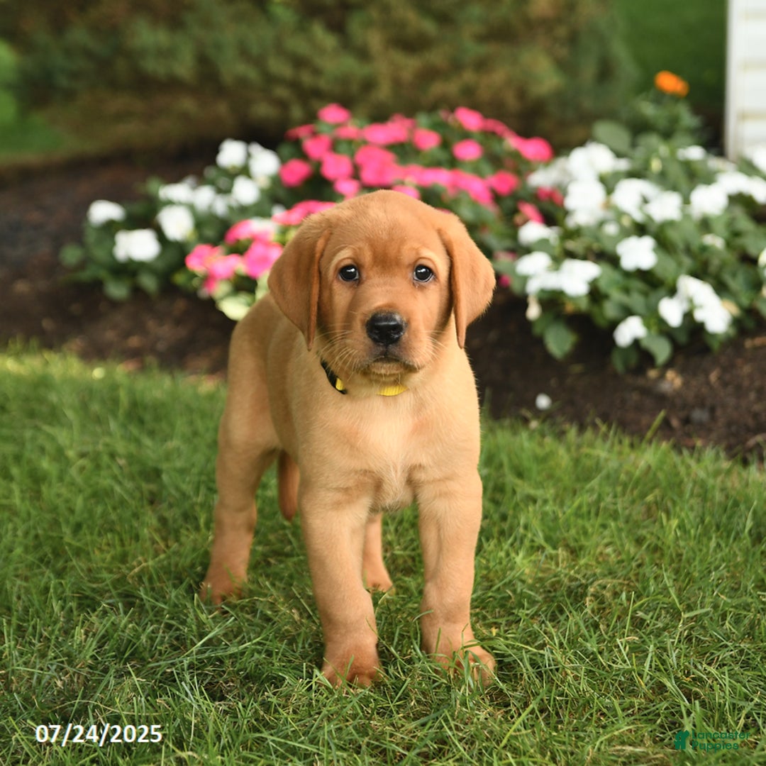 Labrador Retriever dogs for sale: Scout - Image 4