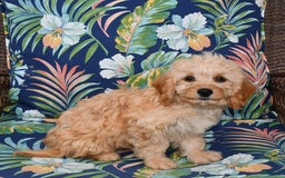 Forever dogs for sale: Summer - Image 2