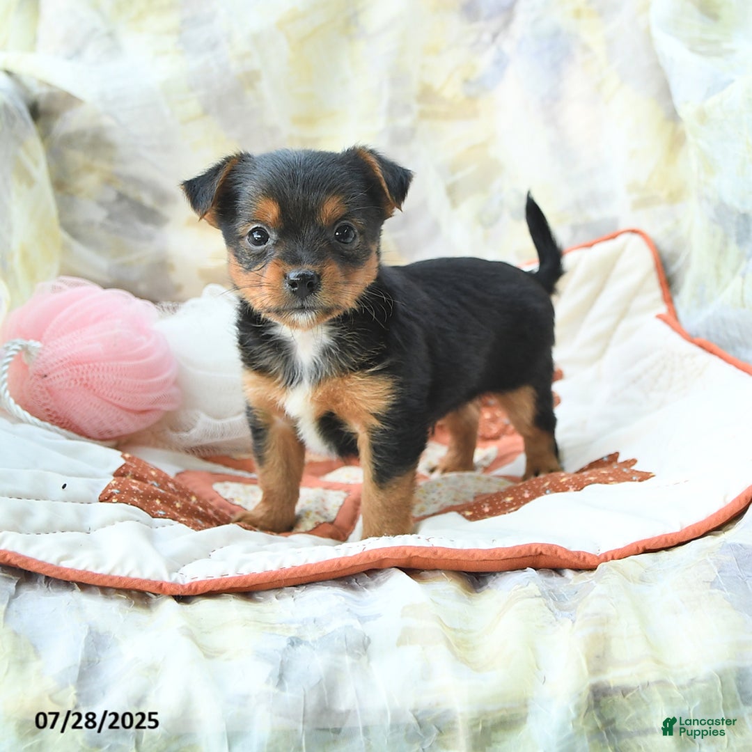 Yorkshire Terrier dogs for sale: Yorkshire Terrier 6 puppies - Image 10