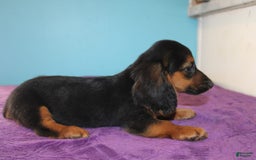 Dachshund dogs for sale: Dachshund 4 puppies - Image 15