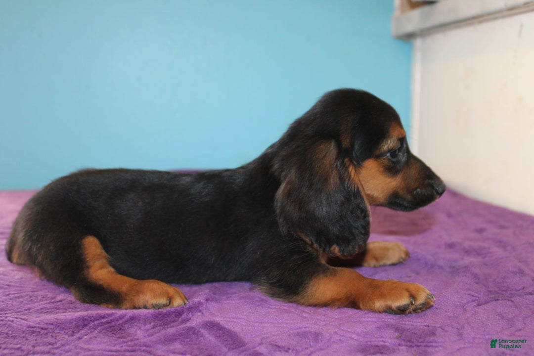 Dachshund dogs for sale: Dachshund 4 puppies - Image 15