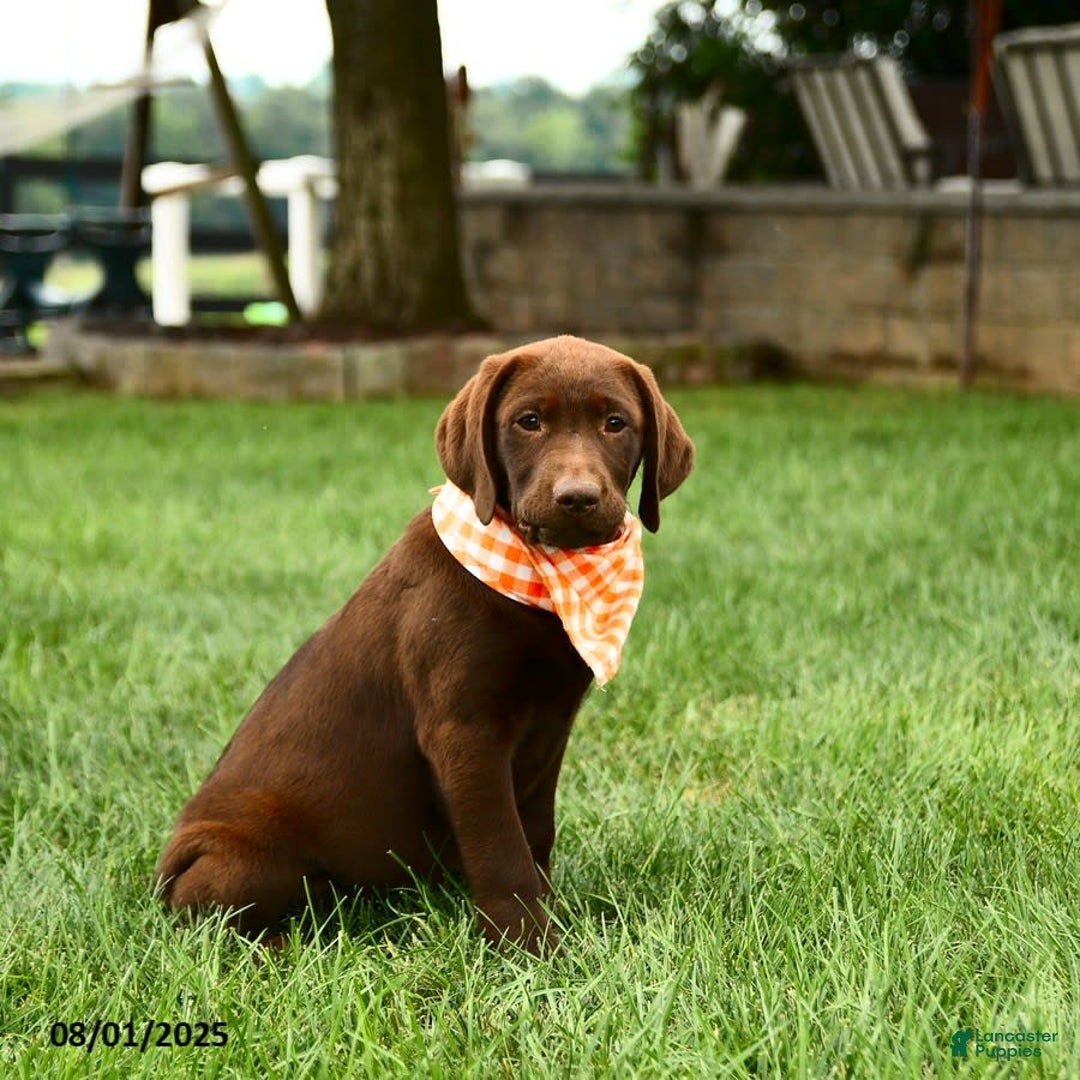 Labrador Retriever dogs for sale: Whisper - Image 5