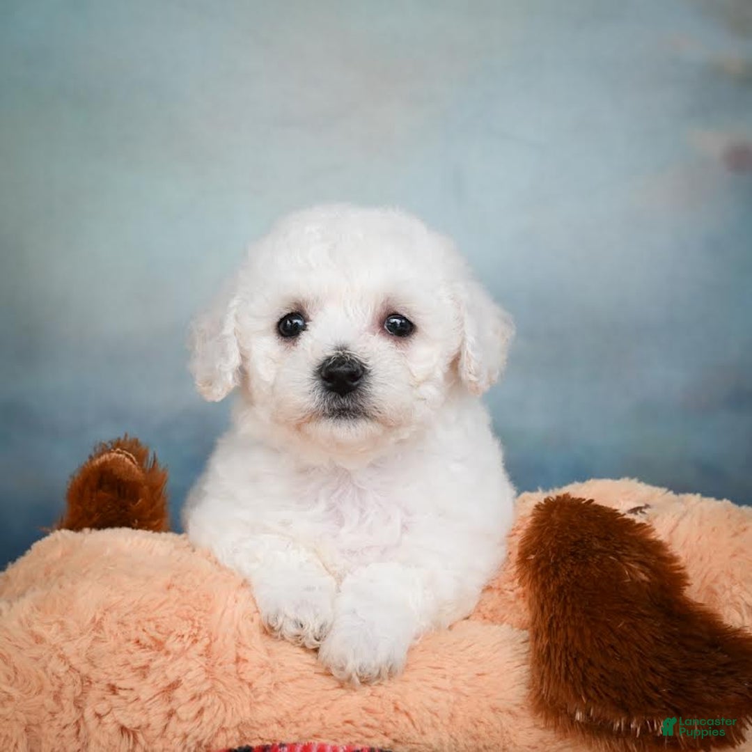 Bichon Frise dogs for sale: Sophia - Image 1