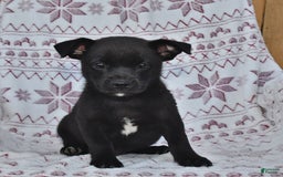 Welsh Corgi Pembroke dogs for sale: Welsh Corgi (Pembroke) 7 puppies - Image 8
