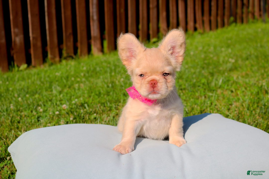 French Bulldog dogs for sale: Snow - Image 4