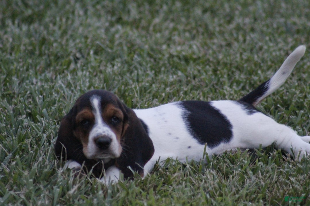 Basset Hound dogs for sale: Ida - Image 2
