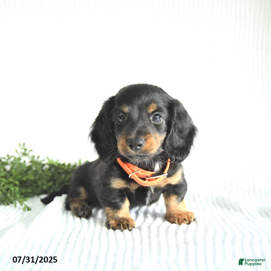 Miniature Dachshund dogs for sale: Randall - Image 2